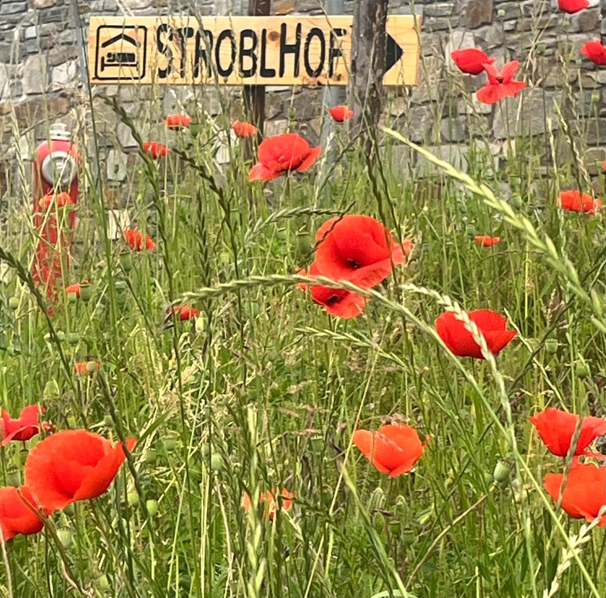דירות ויפיטנו Stroblhof מראה חיצוני תמונה